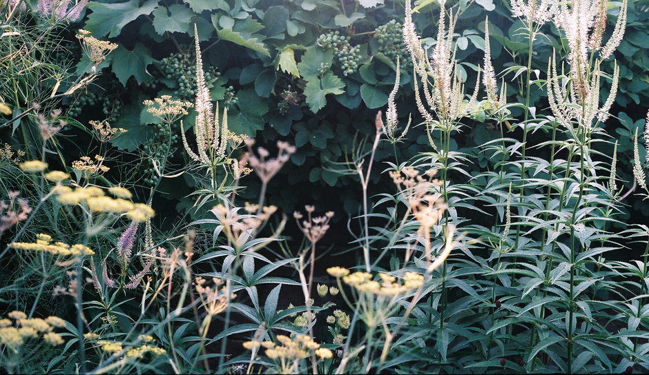 Kew7